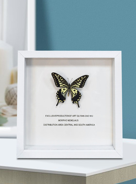 高档网红相框真蝴蝶花稀有