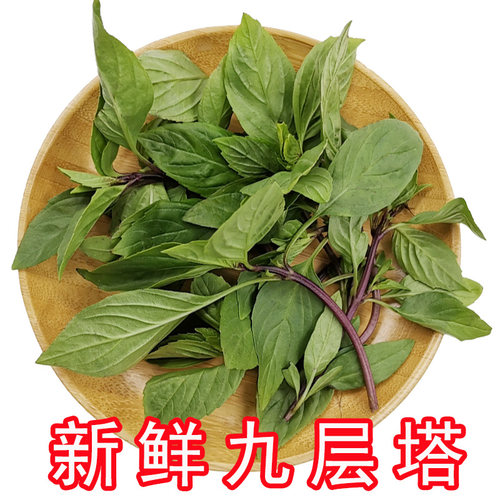九层塔食用新鲜台湾品种金不换冬阴功食材香料菜紫杆三杯鸡香料 - 图3