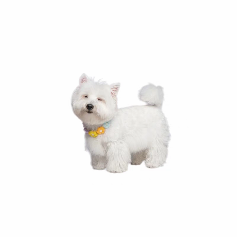 【佛山犬舍】西高地白梗幼犬纯种狗狗白色小狗活物家养宠物小型犬
