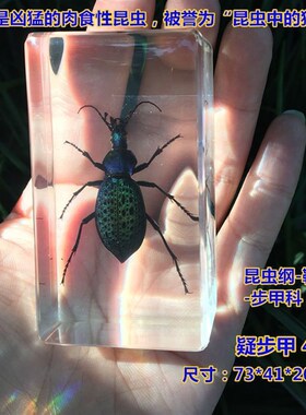 速发真琥昆虫标本树脂独角仙实珀金龟子书镇家居书桌摆蜘螳螂件赵