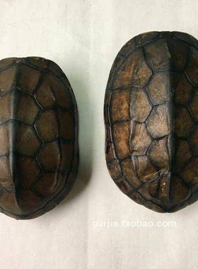 乌龟壳代加工处理自养死亡乌龟留龟壳作纪念品 取壳加工费手工费