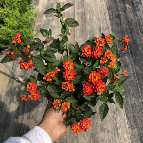 五色梅花卉盆栽庭院花园植物马缨丹耐热耐晒花开不断花期长易爆盆 - 图0
