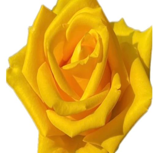 苏格兰奶油玫瑰花月季花苗浓香切花盆栽四季灌R木庭院阳台花驱蚊 - 图3