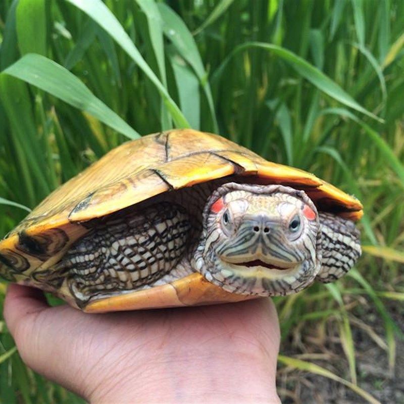 极速巴西红耳龟宠物龟大小招财乌龟活物活体观赏龟公W母情侣水族,淘宝优惠券,粉丝福利购,淘宝优惠卷