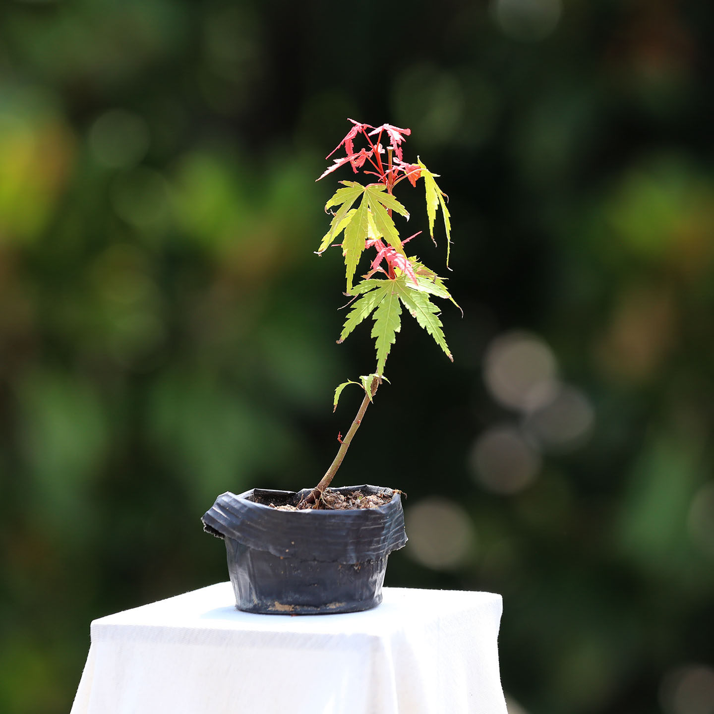 进口原生山红叶小品盆栽微型盆景鸡爪槭盆景创意盆栽枫树观叶植物,淘宝优惠券,粉丝福利购,淘宝优惠卷