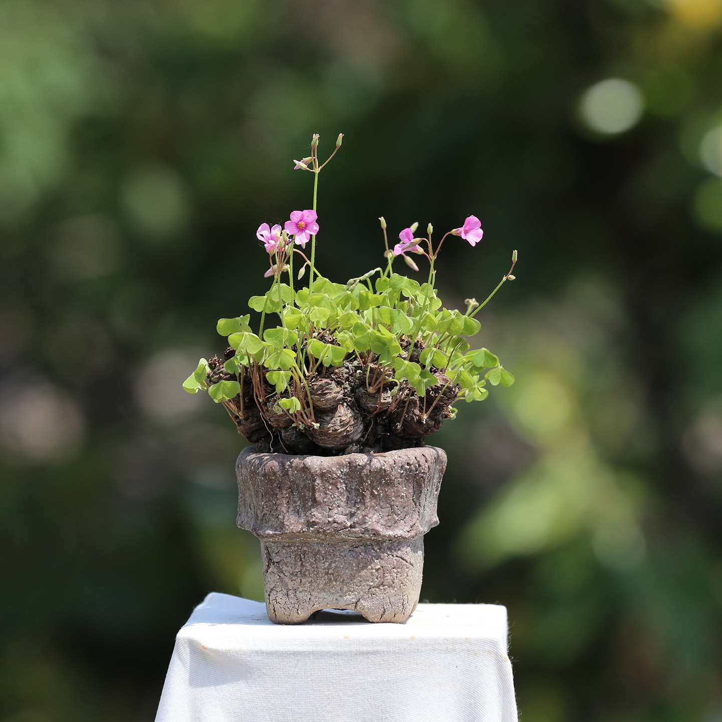 三叶草老桩盆景盆栽红花酢浆草种球多年生幸运草掌上微型拇指盆景,淘宝优惠券,粉丝福利购,淘宝优惠卷