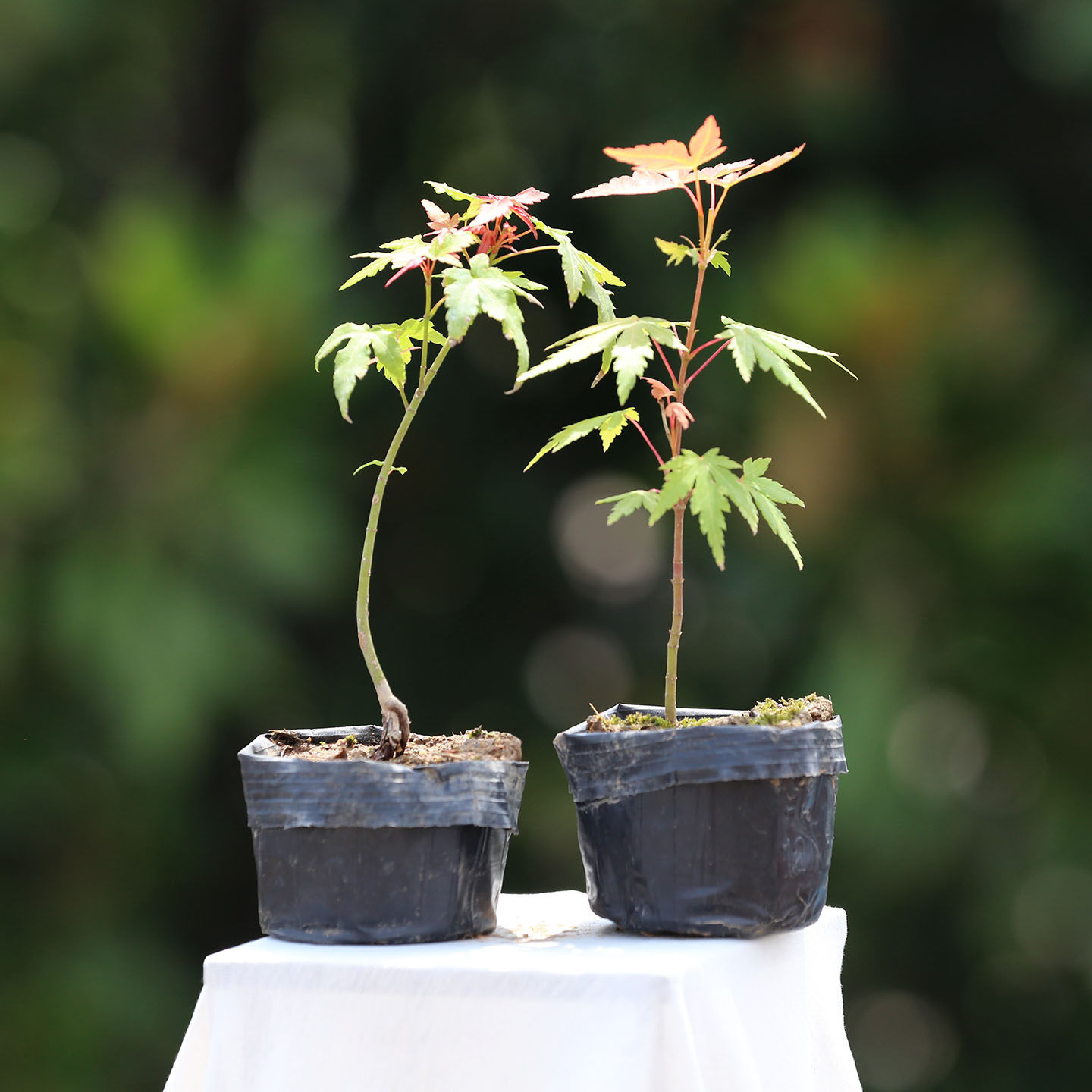 进口原生山红叶小品盆栽微型盆景鸡爪槭盆景创意盆栽枫树观叶植物,淘宝优惠券,粉丝福利购,淘宝优惠卷
