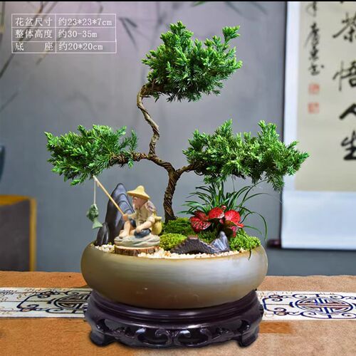 S造型迎客松真柏盆栽室内客厅好养办公室高端盆景绿植四季常青 - 图0