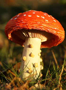 新品仿真蘑菇微景观配件春天假山盆景E装饰品DIY春天种植花园庭院