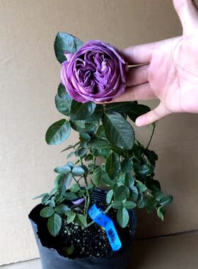 新品阳台蓝紫色大花浓香月季花苗微蓝四季开花庭院露台.玫瑰盆栽