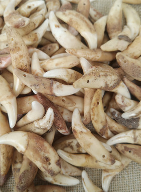 新品真狗牙吊坠男士黑狗牙真品y项链狗牙齿儿童男女本命年红绳随