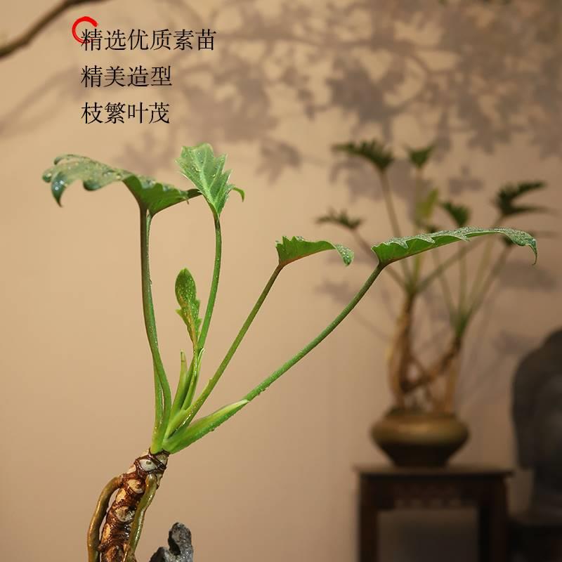 龙鳞小天使盆景绿植摆件禅意客厅装饰品玄关柜办公室景观酒店造景 - 图1