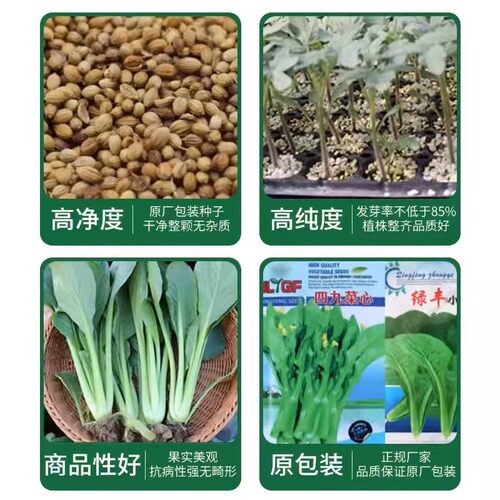 蔬菜种孑四季播种萝卜香菜籽种生菜葱蒜辣椒大白菜种子菜籽种大全 - 图2