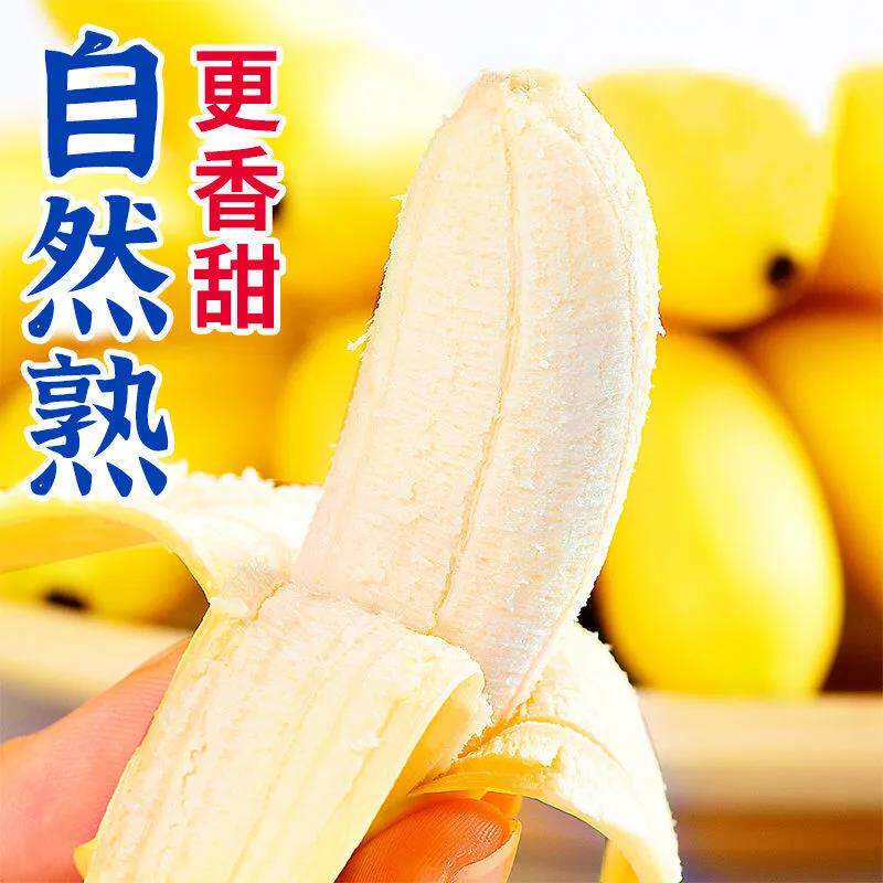 正宗广西小米蕉香蕉新鲜10斤水果整箱当季小香蕉粉蕉自然熟苹果蕉