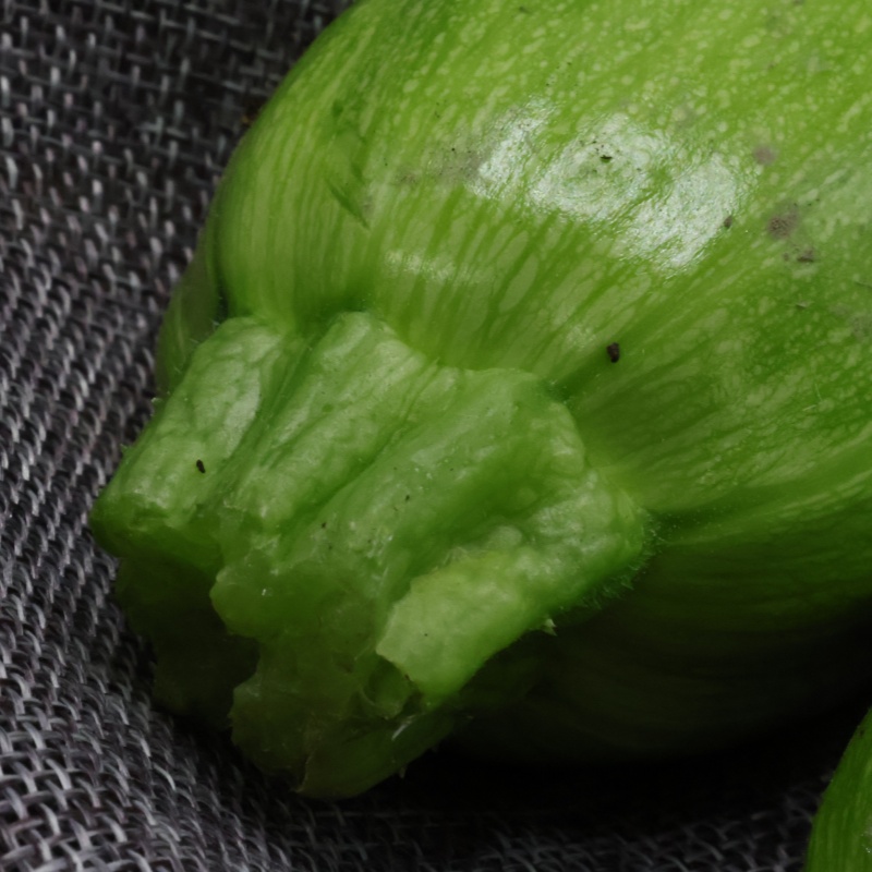 农家自种蔬菜新鲜 西葫芦新鲜 木瓜新鲜 蔬菜新鲜当季 顺丰包邮 - 图3