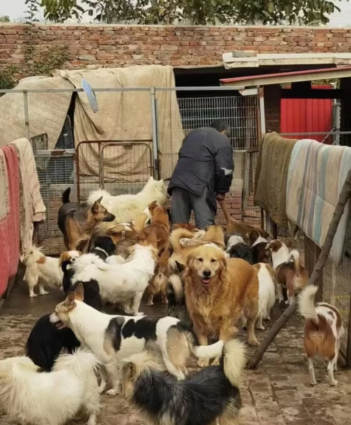 建设家园（流浪救助）爱心投喂善款用于小猫小狗食物和遮风避雨11 - 图1