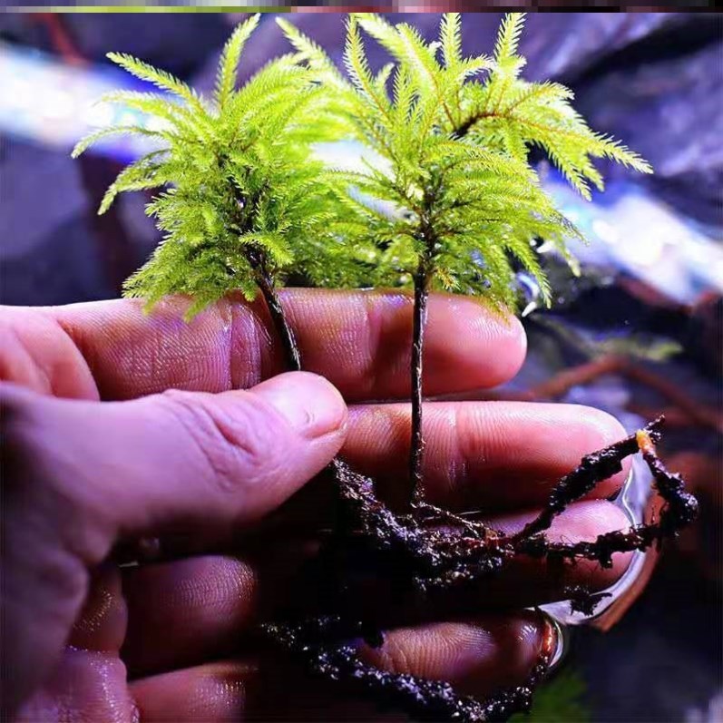 鱼植缸水草态缸法水内鱼鱼缸植物水生物的造OGK6042景草养鱼石头 - 图2