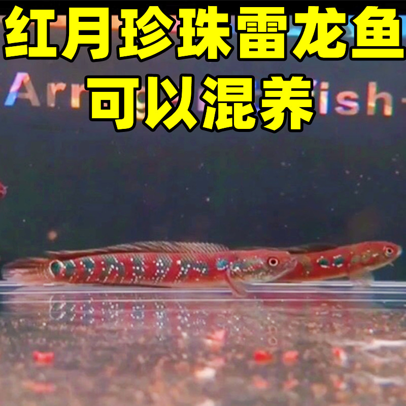 观赏七星鱼彩虹雷龙鱼耐养冷水鱼淡水鱼活体凶猛红月珍珠雷龙活体 - 图0