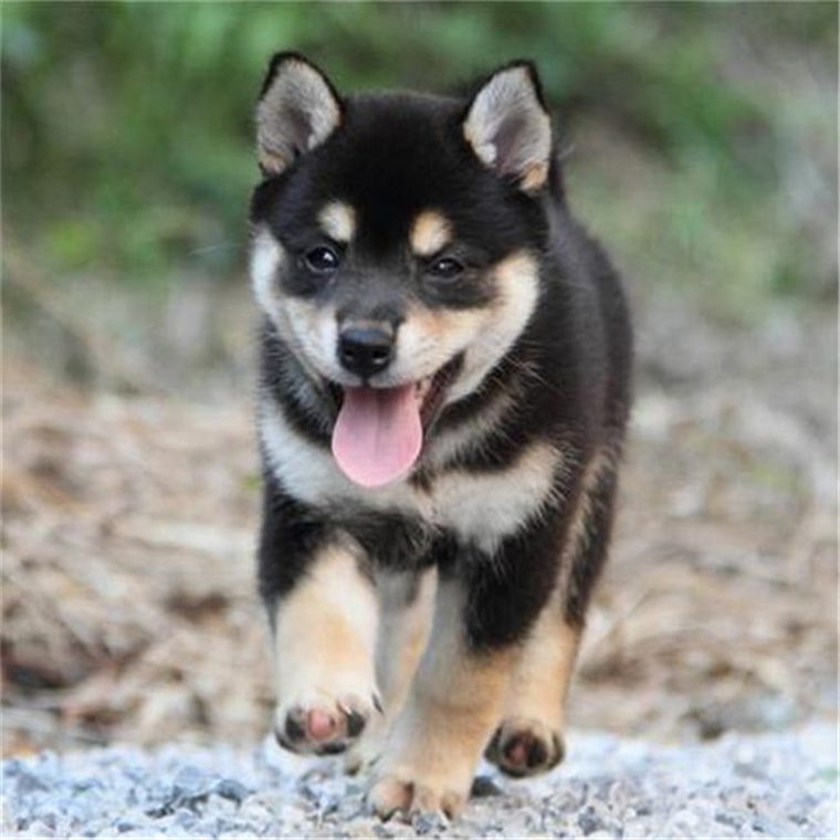 【东莞犬舍】纯种日本双血统柴犬活体柴犬赤柴黑柴白柴豆柴幼犬 - 图2