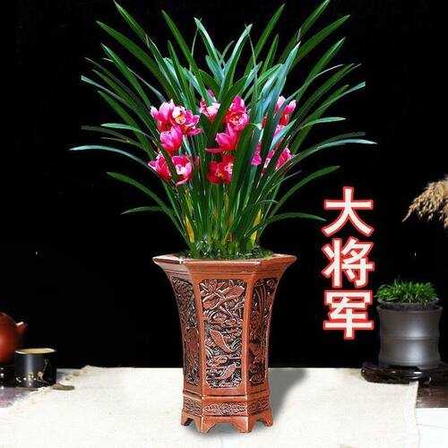 浓香型兰花苗大花蕙兰【大将军】室内外常青花卉大全绿植盆栽客厅 - 图0