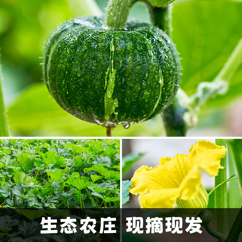 粉糯贝贝南瓜板栗味小南瓜新鲜4.5-5斤当季蔬菜整箱包邮-图3