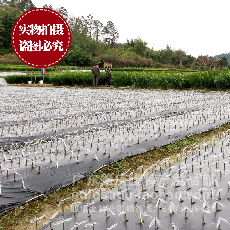 广西沙糖桔子树苗金秋无核嫁接肇庆四会砂糖橘子果树盆栽柑橘果苗-图0