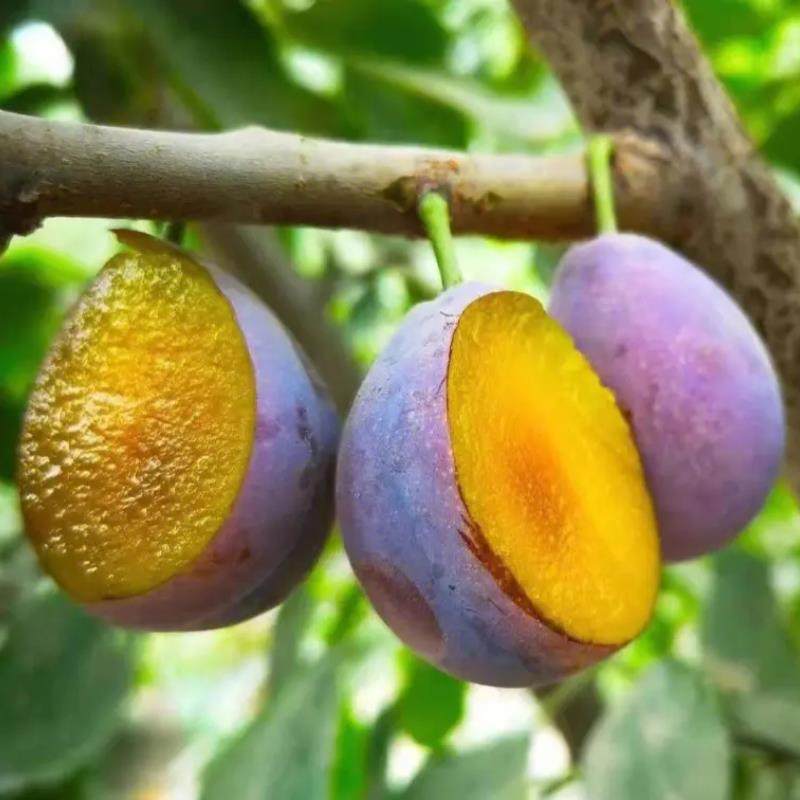 西梅果树苗南北方种植盆地栽嫁接苗当年结果红西梅李子苗水果果苗,淘宝优惠券,粉丝福利购,淘宝优惠卷