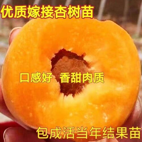 嫁接冬雪杏树苗特大晚熟甜杏子苗南北方种植盆栽地栽耐寒果树苗新 - 图0