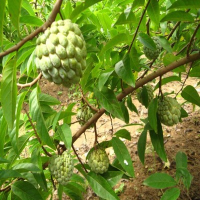 台湾释迦果苗树 嫁接当年结果 南北方种植佛头果苗摩尼红释迦果苗 - 图1