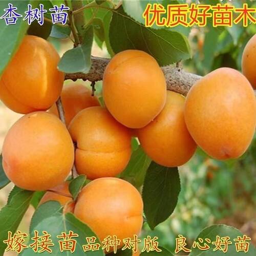 嫁接冬雪杏树苗特大晚熟甜杏子苗南北方种植盆栽地栽耐寒果树苗新 - 图1