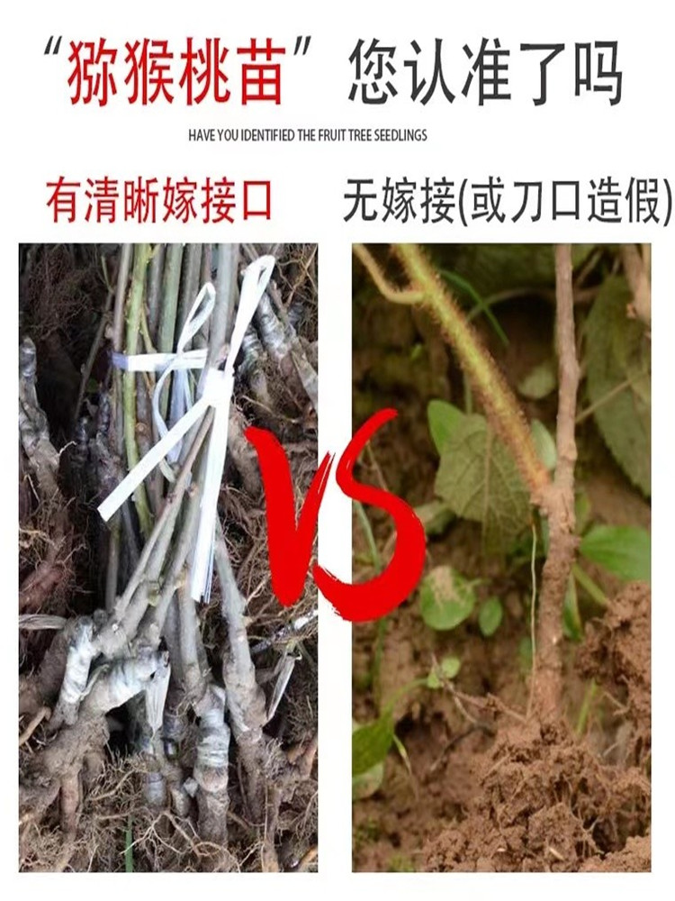 红心猕猴桃嫁接果树苗当年结果软枣弥猴桃南北方种盆栽地栽果树苗 - 图1