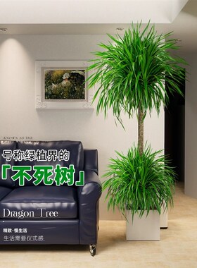 龙血树盆a栽绿植室内大型客厅大盆景真花龙铁龙须树办公室落地植