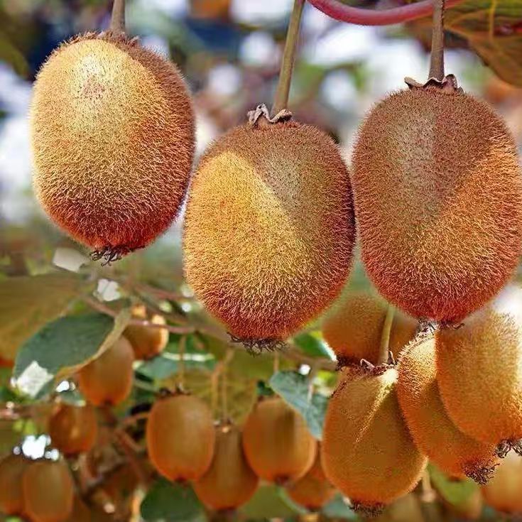 正宗浙江衢州江山徐香猕猴桃官方旗舰店当季新鲜水果甜绿心5斤大 - 图0