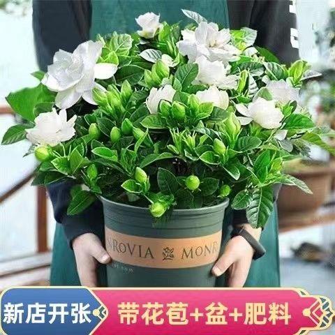 栀子四花香型带室花苞内盆栽土培花卉绿植季开63花好浓养除甲醛 - 图1