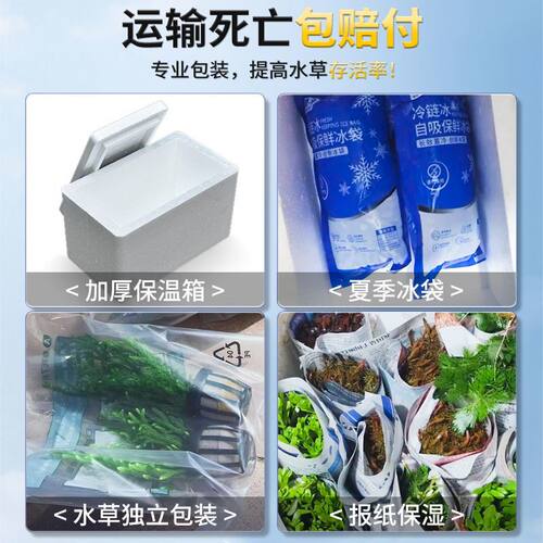 鱼缸火山石水草后景植物真草蜈蚣草阴性净化水质懒人增氧新手造景 - 图2