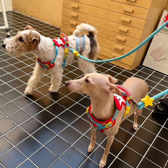 Baichengdao explosion-proof vest-type dog leash
