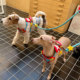 Baichengdao explosion-proof vest-type dog leash