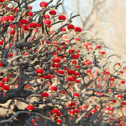 新年植绒小灯笼2026户外庭院子红宫灯春节过年装饰元旦节场景布置 - 图1