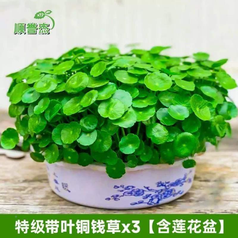 水仙GUZ3174房间客厅花器绿栽植家庭金钱草青花水净化花卉养常家 - 图0