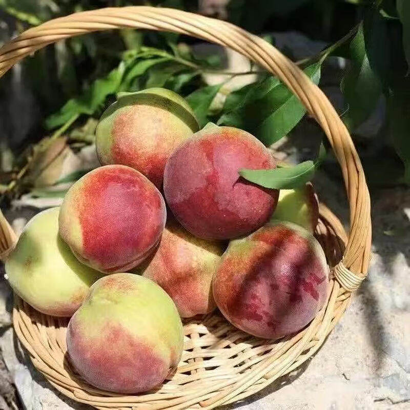 甜冬桃山东沂蒙蜜桃雪桃桃子新鲜毛桃现发孕妇水果脆甜冬桃产地,淘宝优惠券,粉丝福利购,淘宝优惠卷