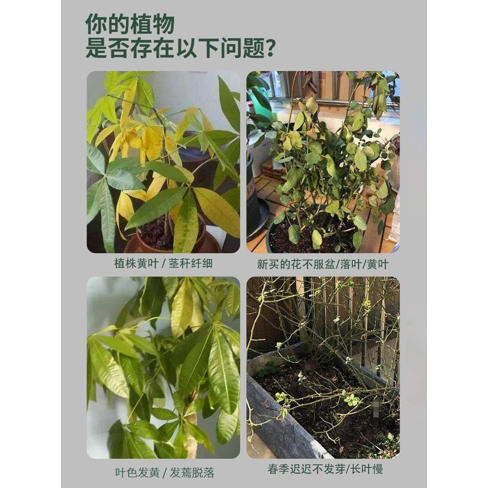 植物复活液花卉绿植发黄掉叶光杆生长素强力生根剂盆栽通用营养液 - 图0