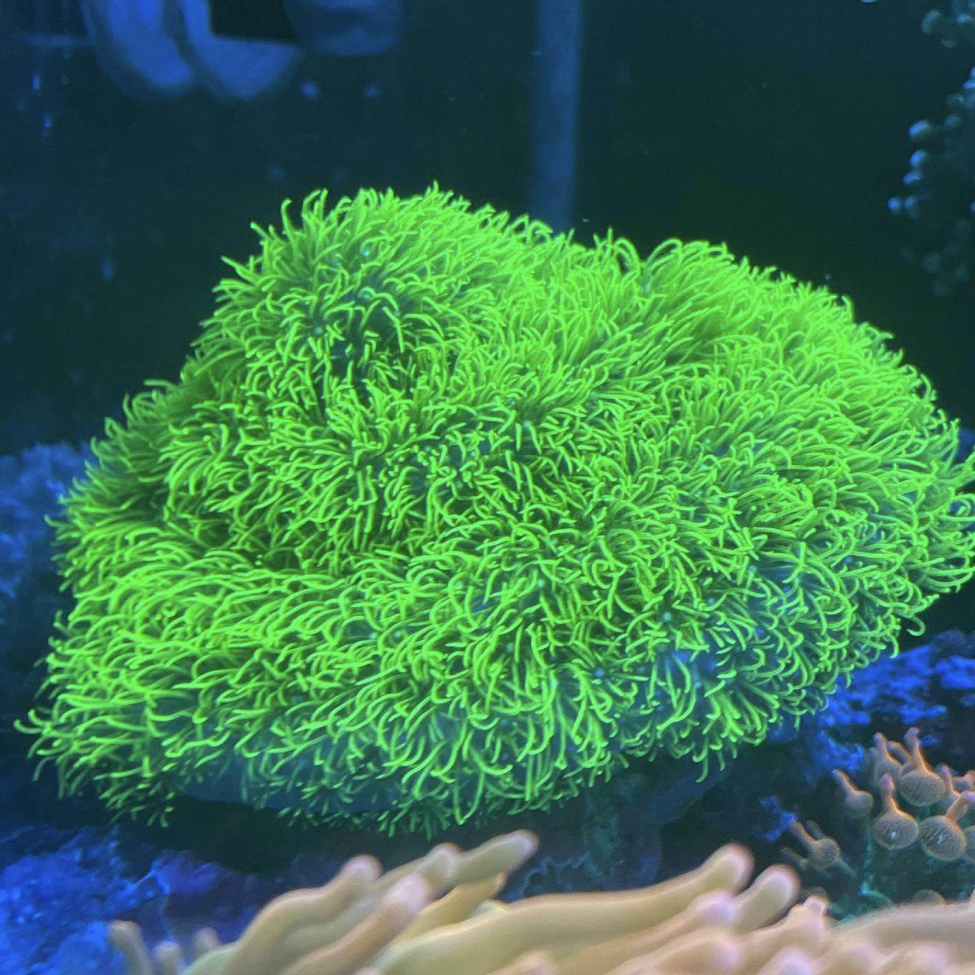 草皮珊瑚荧光绿长须软体珊瑚草皮长须绿草皮皮革手星花海水缸,淘宝优惠券,粉丝福利购,淘宝优惠卷
