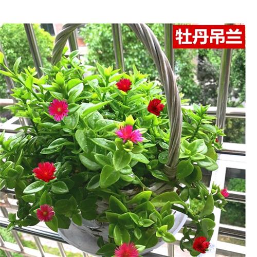 室内室外花卉绿植盆栽牡丹吊兰太阳玫瑰红宝石吊兰阳台吸甲醛-图0