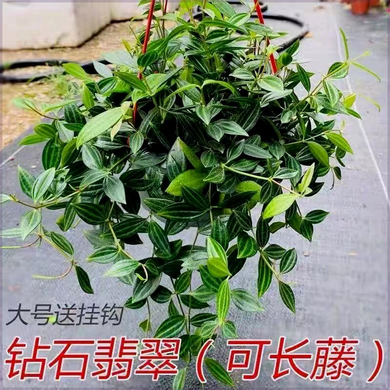 钻石翡翠盆栽吊兰植物花卉装修净化空气吸甲醛苯室内绿植卧室-图1