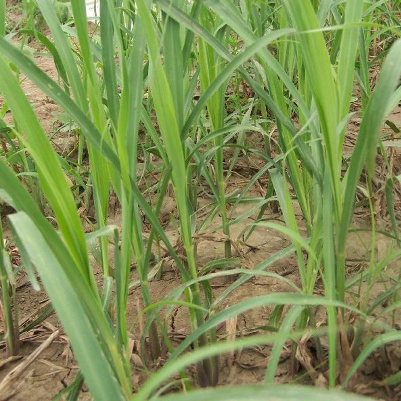 【YIKECAI】新鲜香茅草500g 柠檬草西餐香料冬阴功汤食材料,淘宝优惠券,粉丝福利购,淘宝优惠卷