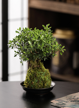 绿植苔藓球生态缸古法养鱼配件