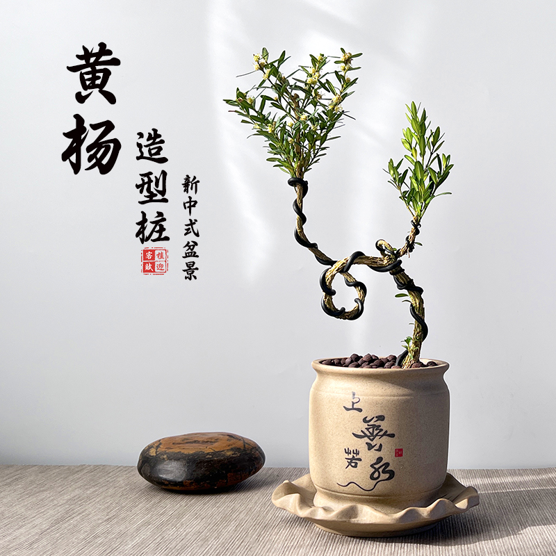 黄杨盆栽庭院老桩耐寒常青绿植小叶邹皮植物阳台客厅造型中式盆景 - 图3