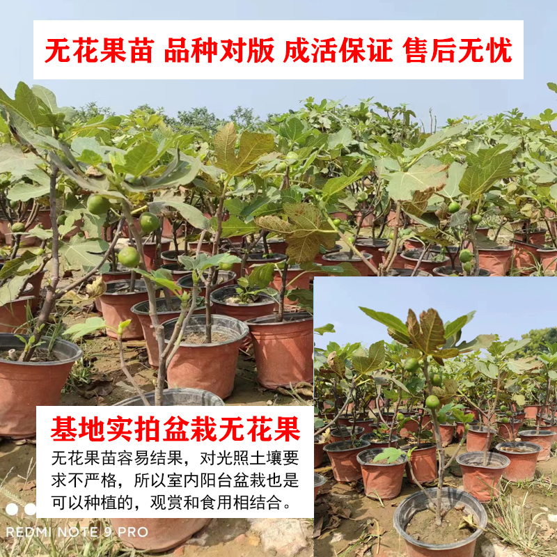 无花果树果苗特大果耐寒矮化盆栽地栽彩虹当年结果四季南北方种植-图2