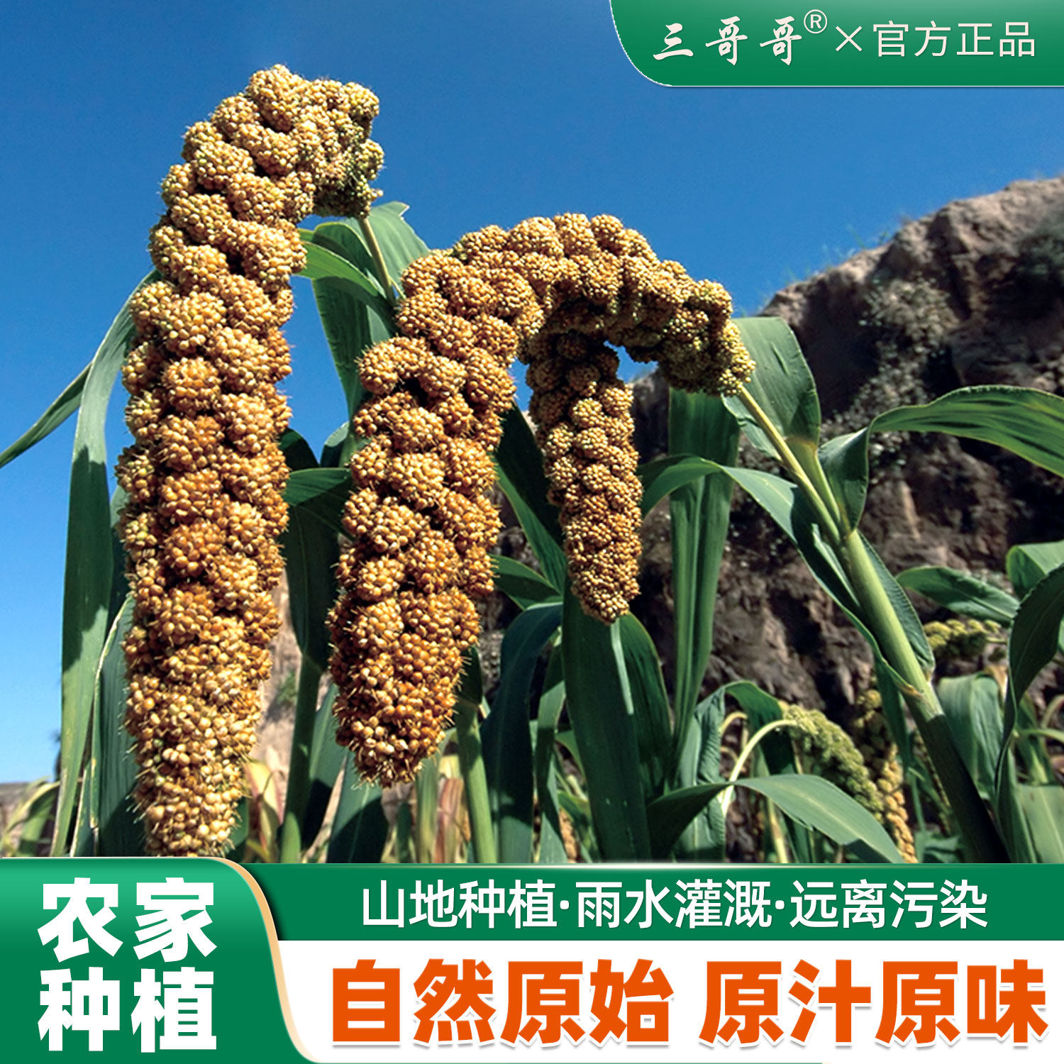 三哥哥黄小米米脂小米五谷杂粮小黄米新米食用山地小米米油厚5斤