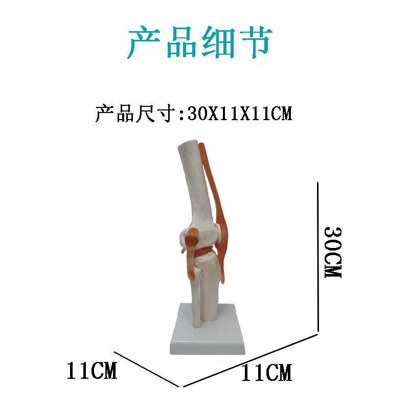 人体骨骼模型6大关节模型膝关节脚关节手关节肩关节肘关节髋关节,淘宝优惠券,粉丝福利购,淘宝优惠卷